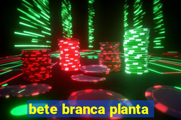 bete branca planta